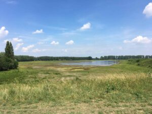 gras en plas water