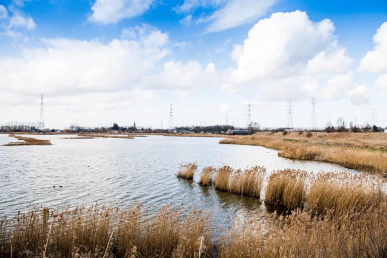 Uitgestrekt waterlandschap met riet en blauwe hemel.