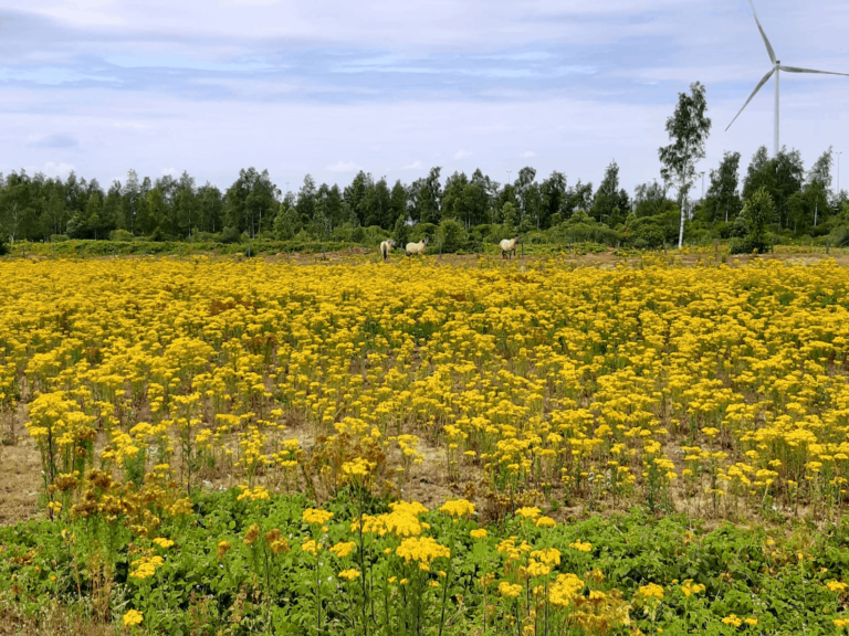 Een weide met gele bloemen en paarden.