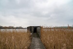 Kuifeend uitkijktoren