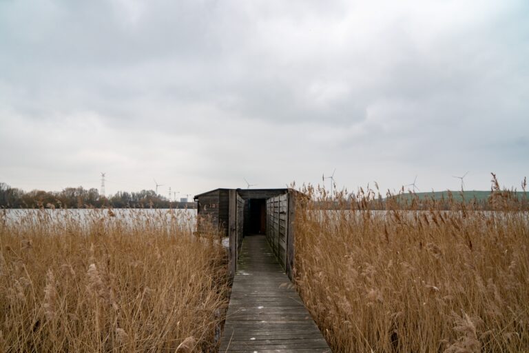 Kuifeend uitkijktoren