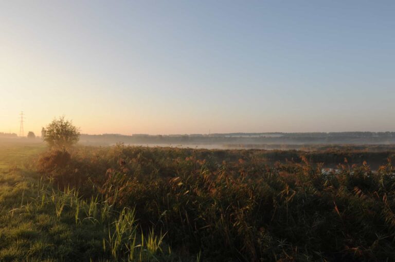 Uitzicht in de schemering van een wijds landschap met riet.