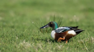 Slobeend in het gras