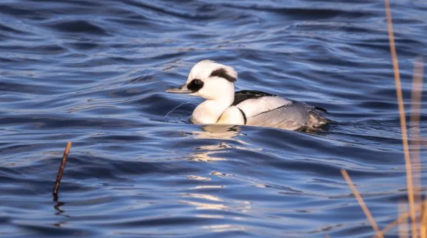 Vogel, genaamd 'nonnetje', in het water