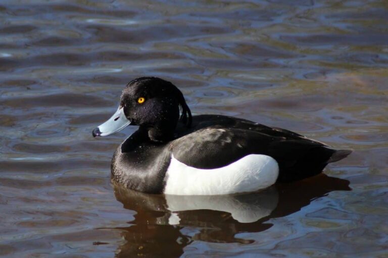 eend in het water