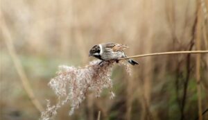 Een foto van een vogel op riet in natuurgebied Blokkersdijk.