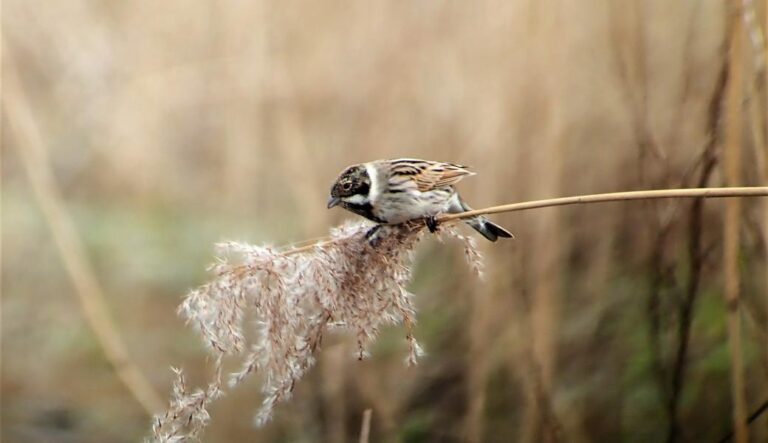 Een foto van een vogel op riet in natuurgebied Blokkersdijk.
