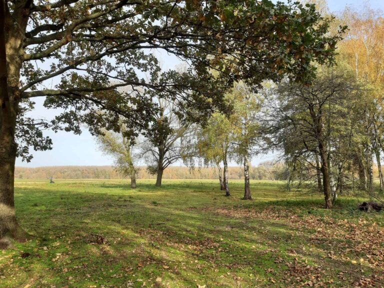Foto van natuurgebied Middenvijver, met een groepje bomen op een grasveld.