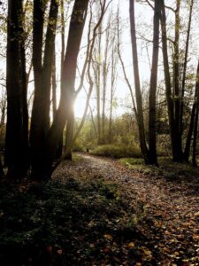 Foto van het Sint-Annabos met zonlicht dat tussen de stammen van de bomen door schijnt en bladerdek op de grond.