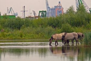 Vlakte van Zwijndrecht