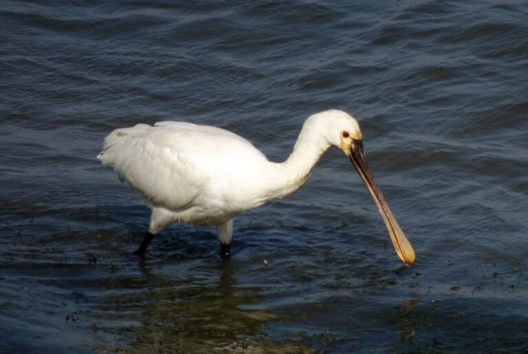 Verrebroekse Plassen