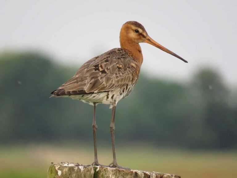 Putten West en Zoetwaterkreek - grutto